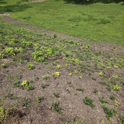 Cornerstone Lawn Services