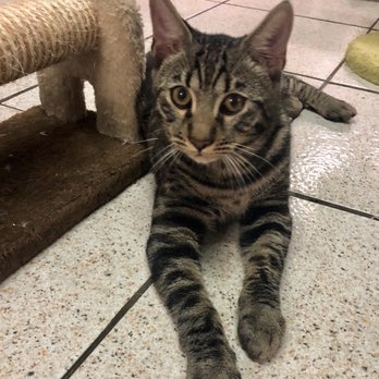 Torre Argentina - This kitten was up for adoption! - Public Plazas Near Me - Rome, RM Torre Argentina - This kitten was up for adoption! - Public Plazas Near Me - Rome, RM