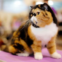 Barbergroom - My cat