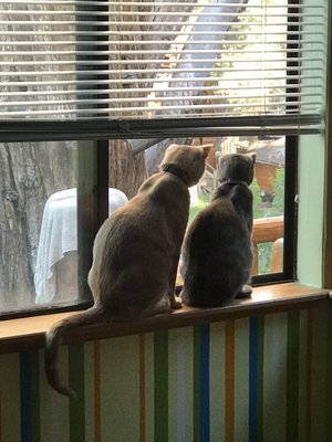 big bear city animal hospital