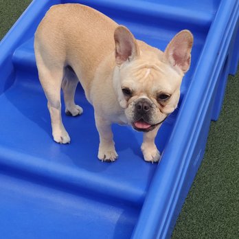 K9 Resorts - Middletown - Pet Boarding Near Me - Middletown, New Jersey