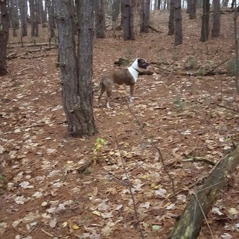 Provin Trails - Our new lil' guy Ralph. Loves Provin! - Hiking Near Me - Grand Rapids, Michigan