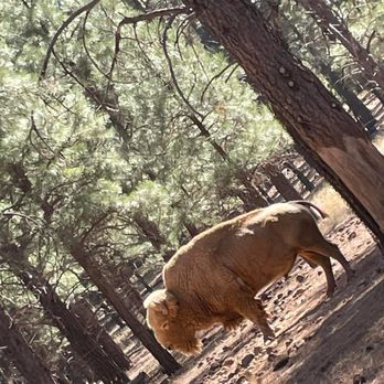 Bearizona - Bison - Zoos Near Me - Williams, Arizona Bearizona - Bison - Zoos Near Me - Williams, Arizona