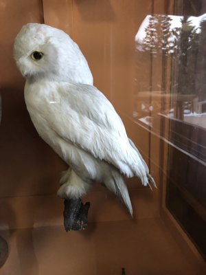 Banff Park Museum National Historic Site by null