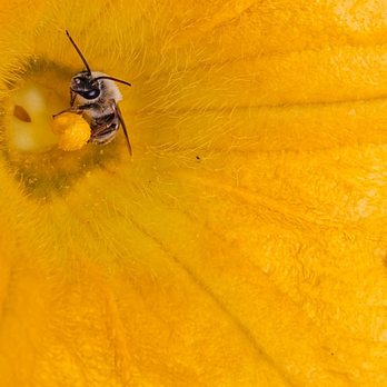 Bee Busters - Bee foraging - Pest Control Near Me - Laguna Hills, California Bee Busters - Bee foraging - Pest Control Near Me - Laguna Hills, California