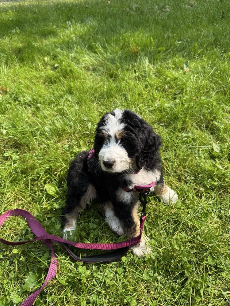 Brandy Springs Dog Park Logo