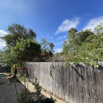 Charles Tree Service - Work in progress - Tree Services Near Me - Lemon Grove, California Charles Tree Service - Work in progress - Tree Services Near Me - Lemon Grove, California