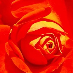 Publix Super Markets - Roses...3 bouquets for $12.