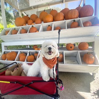 Tinez Farms - puppy enjoying photo ops - Attraction Farms Near Me - Miami, Florida Tinez Farms - puppy enjoying photo ops - Attraction Farms Near Me - Miami, Florida
