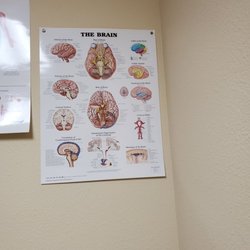 Bettina Harner, M.D - The Brain