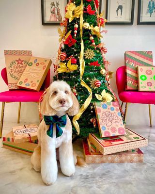 Dogue Spa - The Coolest Dog Grooming Salon by null