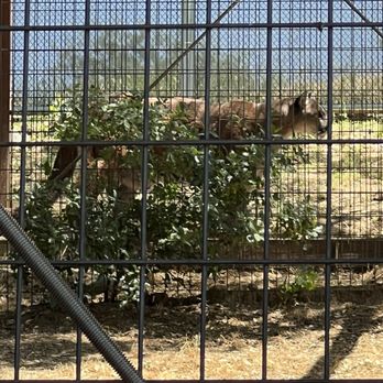 THE FOLSOM CITY ZOO SANCTUARY - Updated February 2026 - 636 Photos