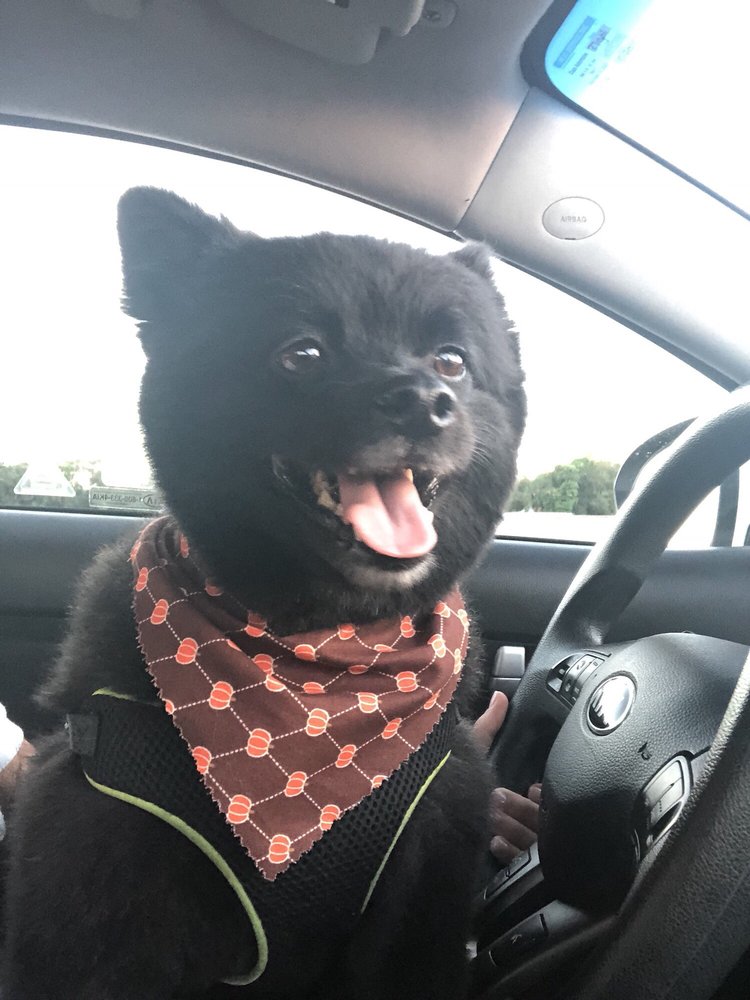 PETS OF PERFECTION 16 Photos Pet Groomers 11048 S Military Trails