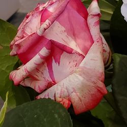 Pretty Little Flowers