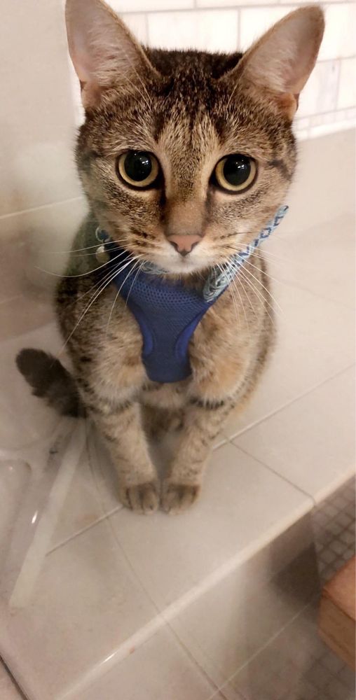 MEMORIAL 610 HOSPITAL FOR ANIMALS Updated August 2024 20 Reviews