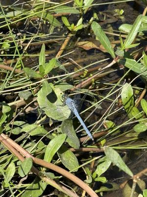 Jungle Gardens by null