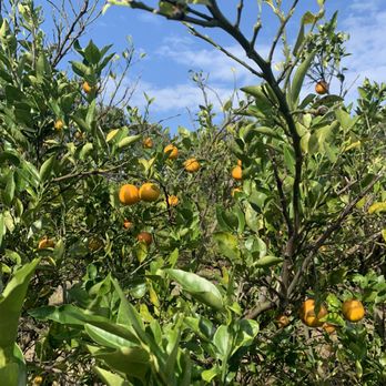 Dooley Groves - Close up of one of many orange trees - Fruits & Veggies Near Me - Ruskin, Florida Dooley Groves - Close up of one of many orange trees - Fruits & Veggies Near Me - Ruskin, Florida