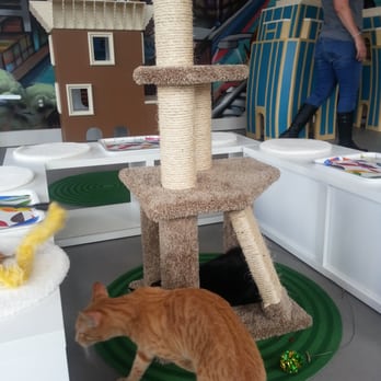 Cat Town - Animal Shelters Near Me - Oakland, California Cat Town - Animal Shelters Near Me - Oakland, California