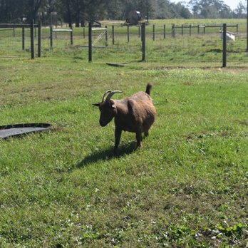 Holland Farms - Goats - Fruits & Veggies Near Me - Milton, Florida Holland Farms - Goats - Fruits & Veggies Near Me - Milton, Florida