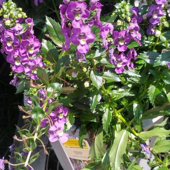 Lowe's Home Improvement - Flowers - Hardware Stores Near Me - Oklahoma City, Oklahoma