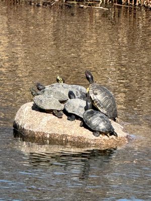 Lincoln Park Zoo by null