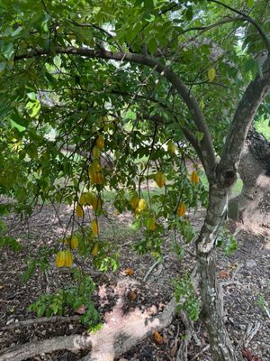 Fruit & Spice Park by null