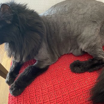 Cateau Marmont - Tessa! She's 14 and today was her first grooming experience. - Pet Sitting Near Me - Burbank, California Cateau Marmont - Tessa! She's 14 and today was her first grooming experience. - Pet Sitting Near Me - Burbank, California