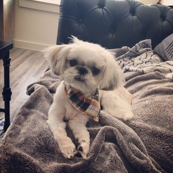 Furry Tails - La Pica fresh from the Salon. Lol! - Pet Boarding Near Me - Dallas, Texas