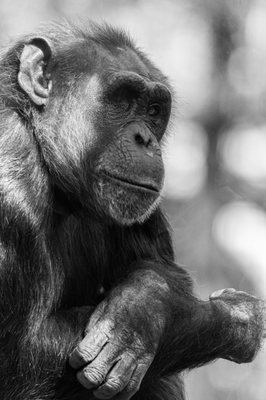 Oakland Zoo by null