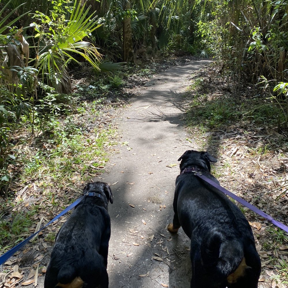 Walking along a path with my dogs