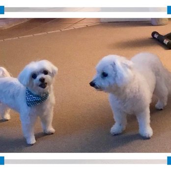 Pet Parlour Mobile Grooming - Pet Groomers Near Me Pet Parlour Mobile Grooming - Pet Groomers Near Me