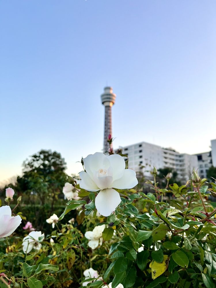 Yamashita Park