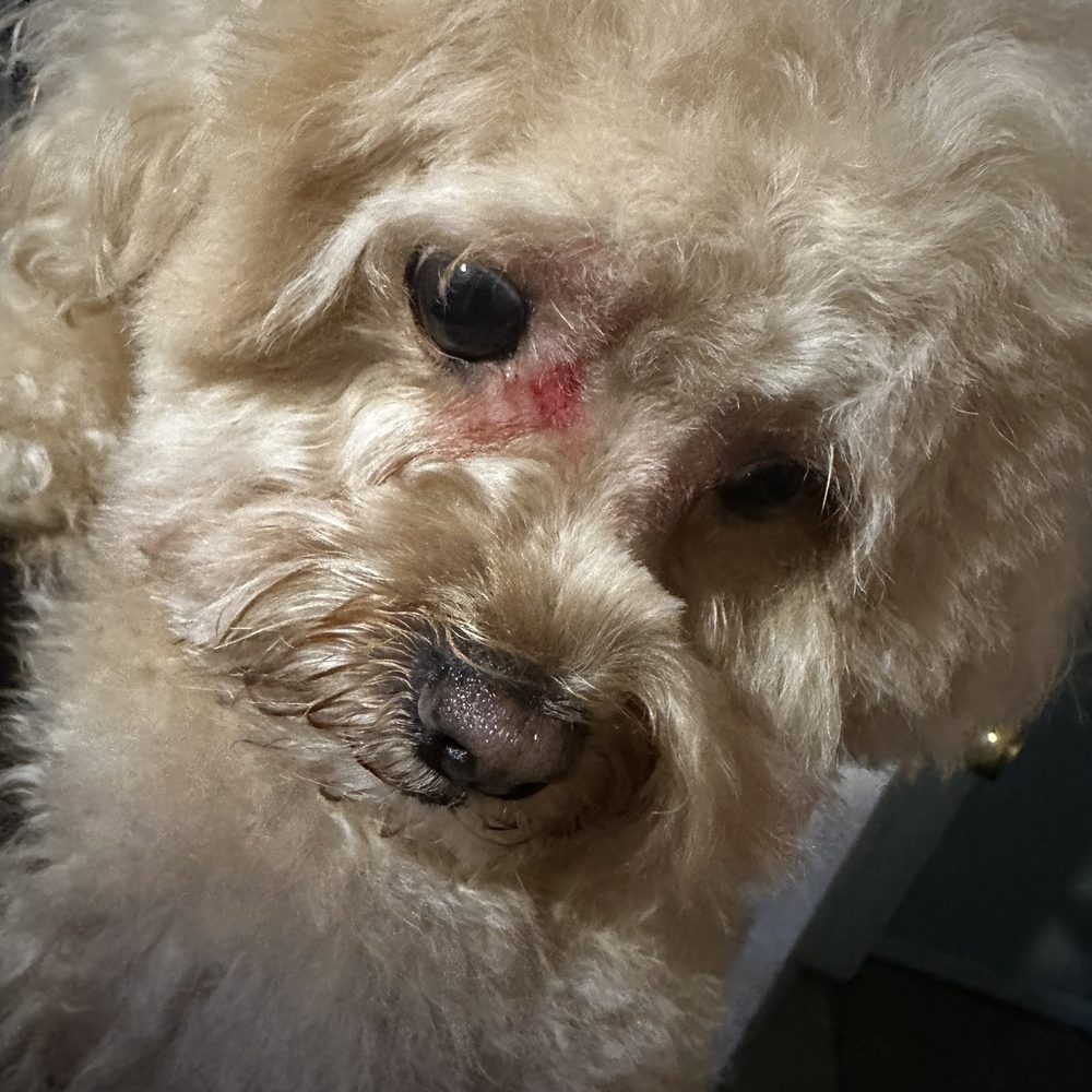 Happy Dog Grooming - Pet Groomers Near Me - Ontario, California Happy Dog Grooming - Pet Groomers Near Me - Ontario, California