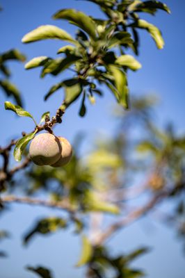 Andy's Orchard by null