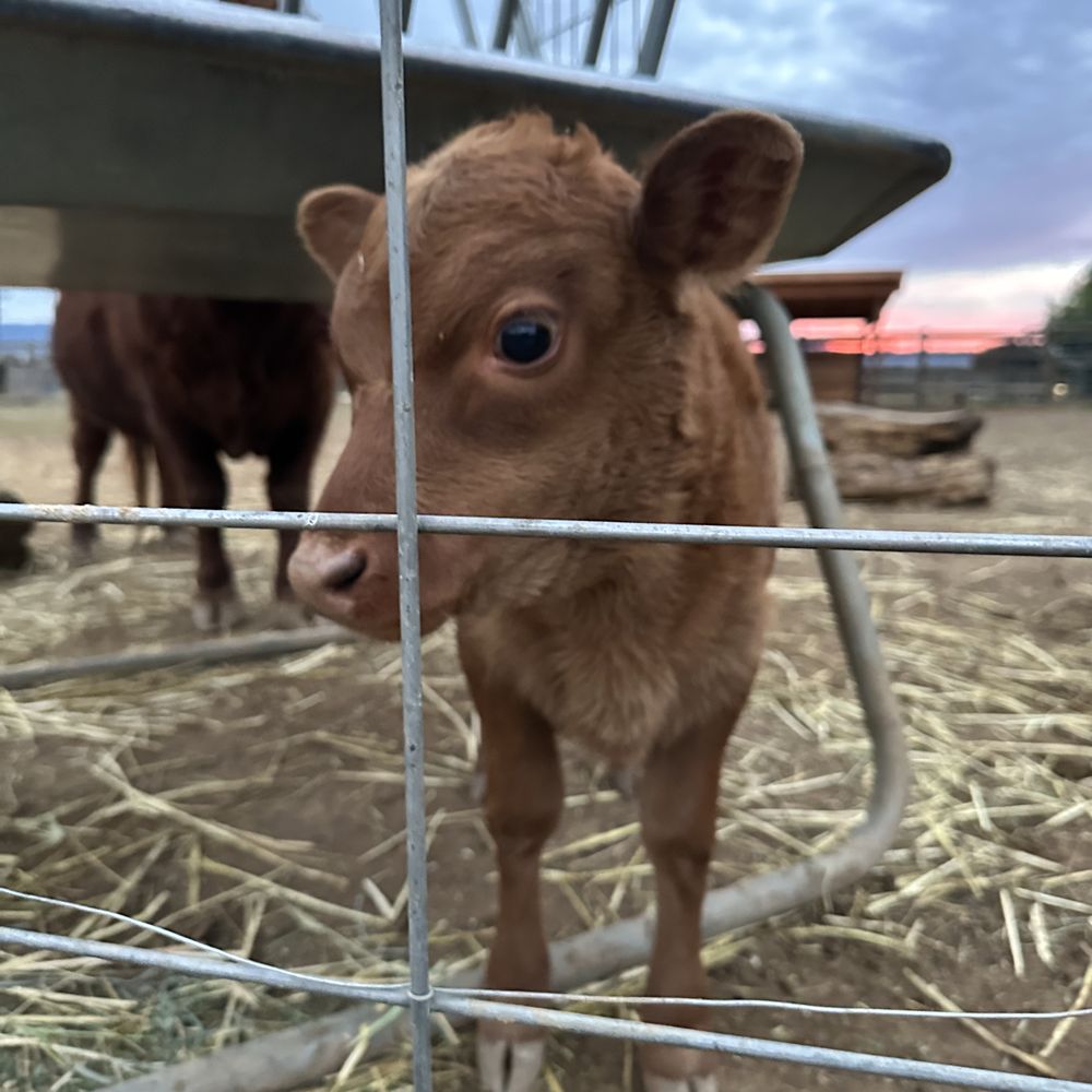 Back-to-Eden Ranch - Baby calf! My favorite! - Attraction Farms Near Me - Gilroy, California Back-to-Eden Ranch - Baby calf! My favorite! - Attraction Farms Near Me - Gilroy, California