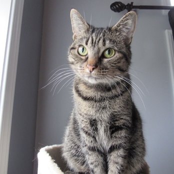 Keller's Kats Rescue Inc. - Animal Shelters Near Me - Rochester, New York Keller's Kats Rescue Inc. - Animal Shelters Near Me - Rochester, New York