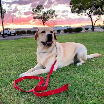 Best By Farr Dog Training - Pet Training Near Me - Glendale, Arizona