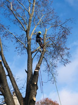 Your #1 Choice for All Things Trees! - Professional Tree Services is a premier tree care company dedicated to providing expert arboricultural solutions for residential, commercial, and municipal clients. With a team of highly skilled arborists and state-of-the-art equipment, we specialize in all aspects of tree care, including pruning, trimming, removal, and stump grinding. Our commitment to professionalism, safety, and environmental stewardship ensures that every project is completed with precision and care. Whether it's routine maintenance or emergency tree services, Professional Tree Services is your trusted partner for maintaining the health, beauty, and safety of your trees and landscapes.