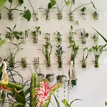 Wicked Plants - Nurseries & Gardening Near Me - Chicago, Illinois Wicked Plants - Nurseries & Gardening Near Me - Chicago, Illinois