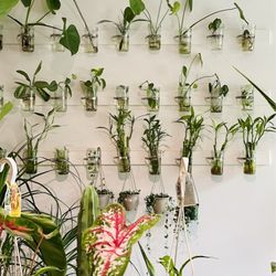 Wicked Plants