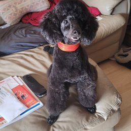 Ozzy after his grooming! Ozzy after his grooming!