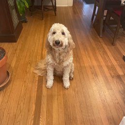 Ahsoka the goldendoodle Ahsoka the goldendoodle