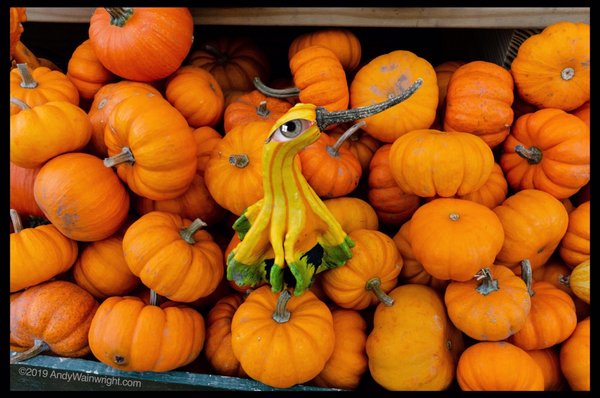 Montgomery Place Orchards by null