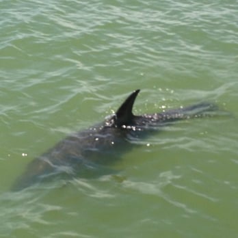 Dreamlander Tours - Fishing Near Me - Goodland, Florida Dreamlander Tours - Fishing Near Me - Goodland, Florida