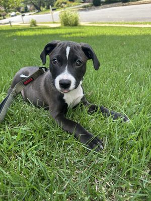 Lucky Dog Animal Rescue by null