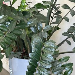 EastOne Acupuncture - 10/18/25 Healthy, verdant plants in lobby, a good sign