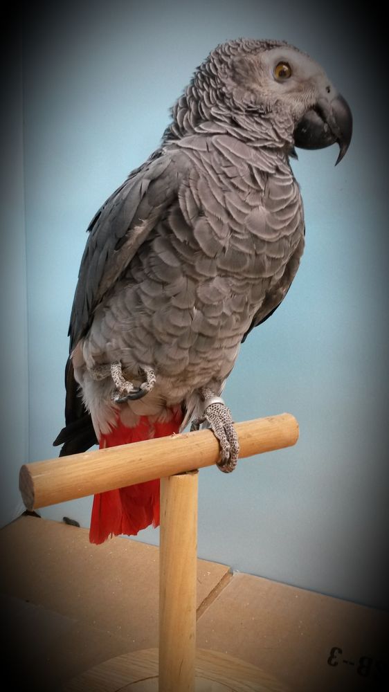 Art of taxidermy - taxidermy in Denham Springs, LA