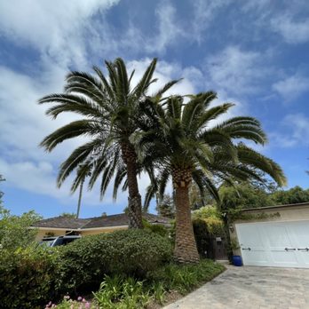 Salcedo Tree Service - Date & Canary Island Palm Tree Trimming 03/25/2021 - Tree Services Near Me Salcedo Tree Service - Date & Canary Island Palm Tree Trimming 03/25/2021 - Tree Services Near Me