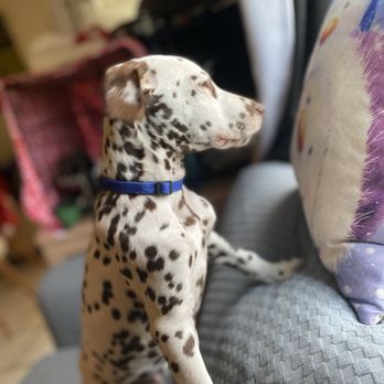 Soflo Dalmatians - Pet Breeders Near Me Soflo Dalmatians - Pet Breeders Near Me