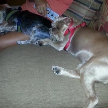 Critter Crazy Pet Sitting - Pet Sitting Near Me - Fort Lauderdale, Florida Critter Crazy Pet Sitting - Pet Sitting Near Me - Fort Lauderdale, Florida
